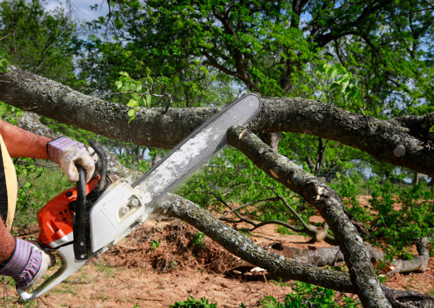 Best Root Management and Removal  in Westchase, FL